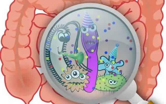 肠道通过微生物群与多个器官双向交流 