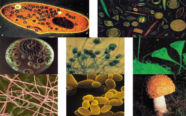 《食品微生物学》 第二章 真核微生物 