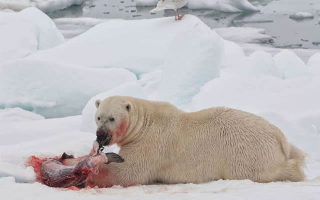 当熊“爱上”人类食物，其肠道微生物生态系统变了