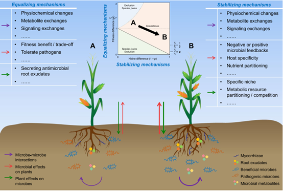 南土所梁玉婷组综述促进土壤植物生态系统健康的微生物共存理论