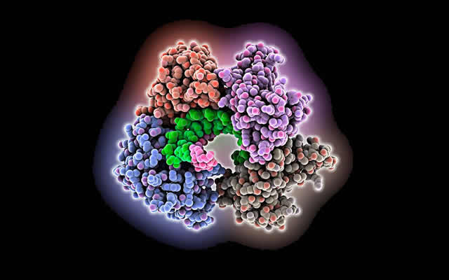 微生物STAND ATPase直接识别病毒蛋白，并杀死受感染的微生物细胞