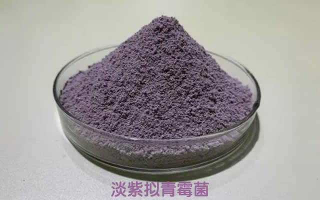 淡紫拟青霉菌