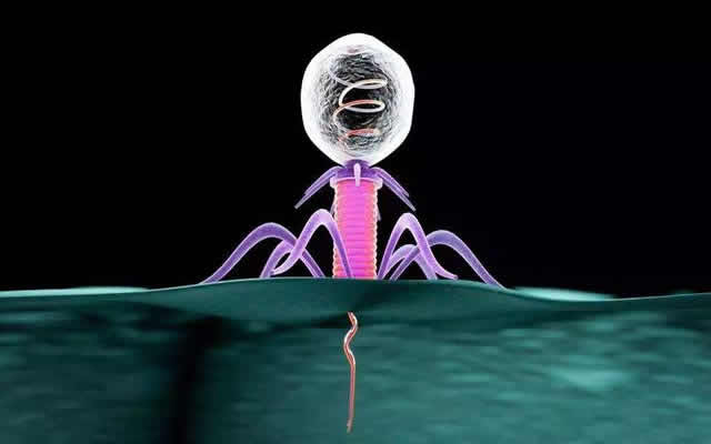 Cell:以色列研究探索用噬菌体抑制肠道有害细菌