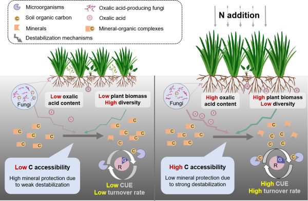 植物研究所：植物所揭示氮富集提高土壤微生物碳利用效率的新机制