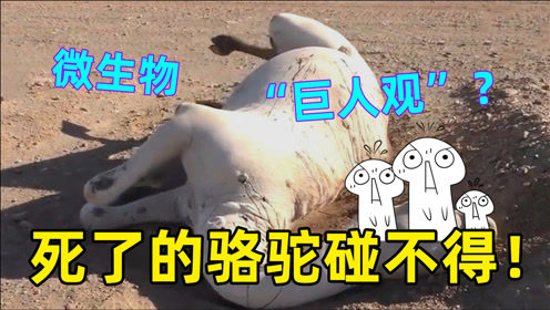 死了的骆驼为何不能碰？不仅仅是“巨人观”会爆炸，还跟微生物有关