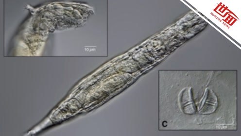 这种微生物在西伯利亚永久冻土中奇迹生存 冻结2.4万年后“复活”