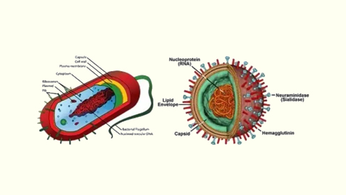 科普——病毒和细菌有什么不同？